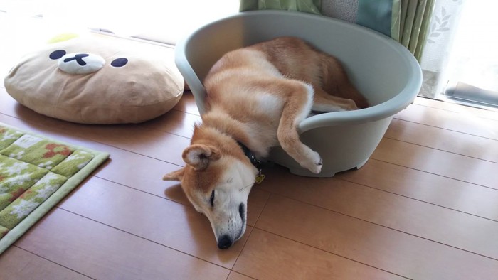 眠る柴犬