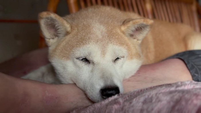 それでもパパから離れない