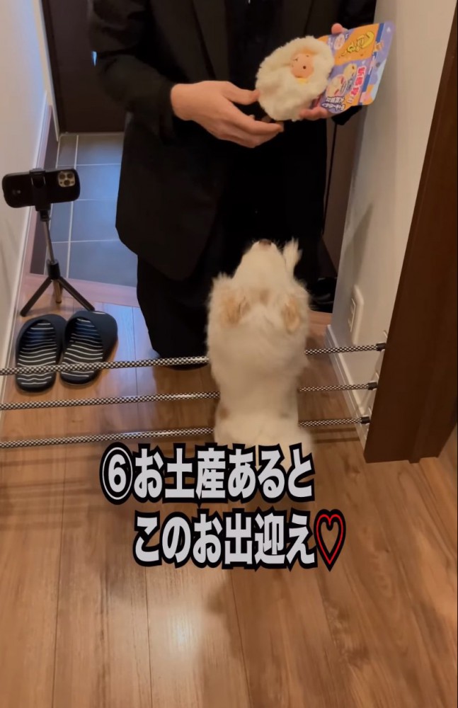 玄関で出迎える犬