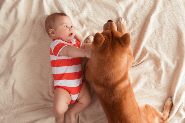 赤ちゃんと柴犬を真上から見た