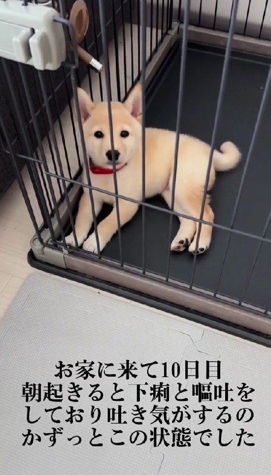 10日目に急変