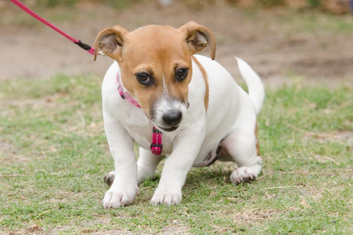 ジャックラッセルテリアの子犬、ピンクのリードハーネス