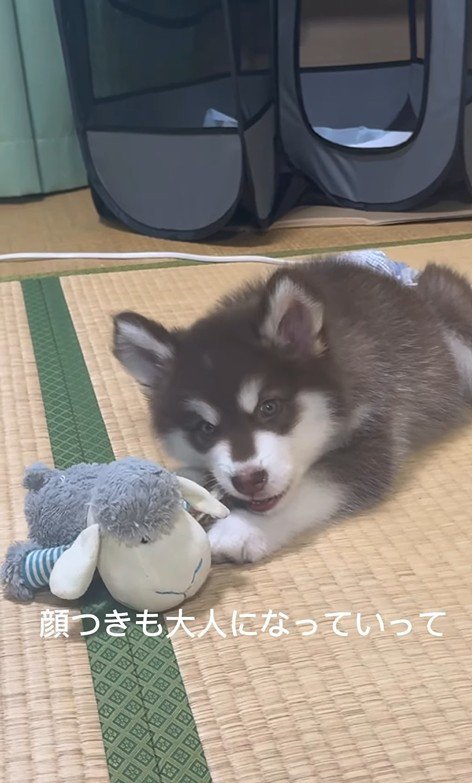 琥珀くんの成長記録7