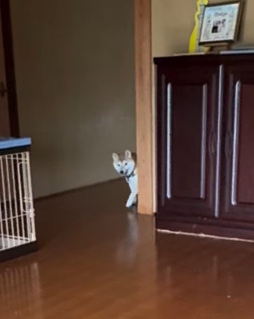 廊下の向こうから顔を出す犬