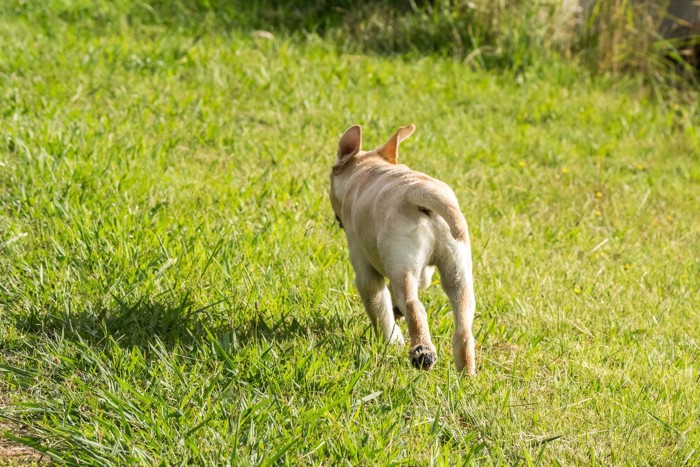 走る犬の後ろ姿