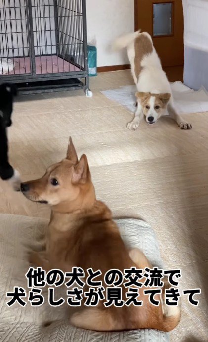 保護犬たちとの交流で…