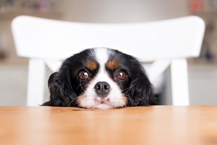 テーブルから見つめる犬