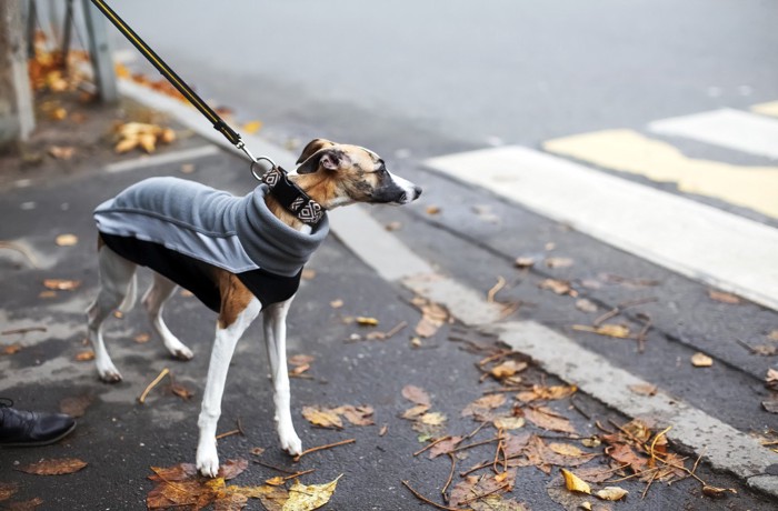 寒さに弱い犬