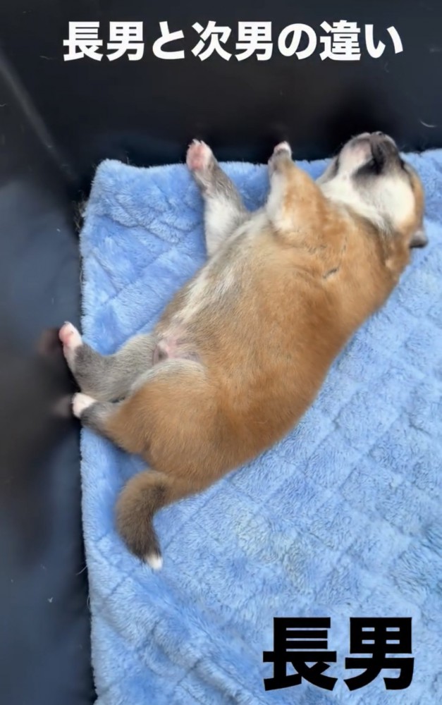仰向けで眠る子犬