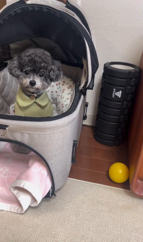 ハウスを失敗するさくらちゃん6