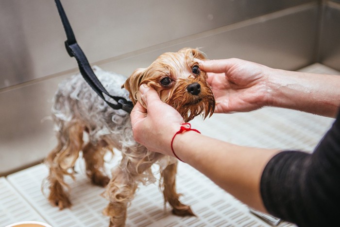 シャンプーされる犬