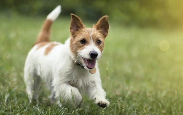 草の広場で走り回る犬