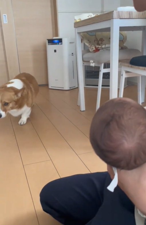 近づく犬