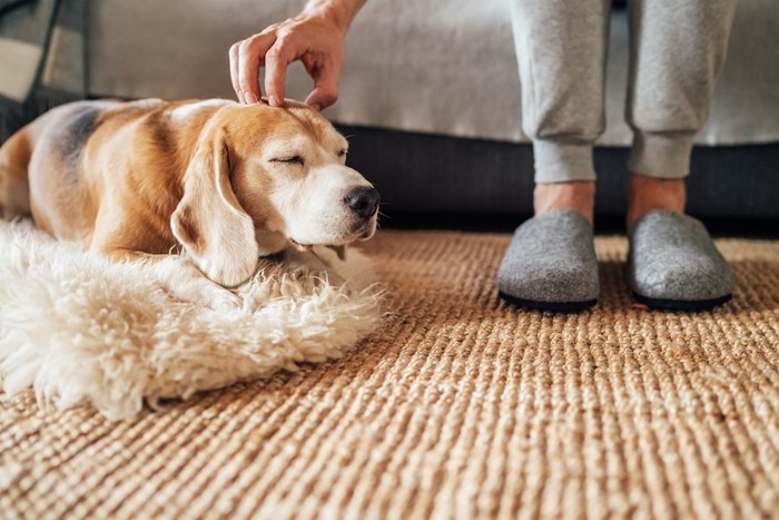 飼い主に頭を撫でられている犬