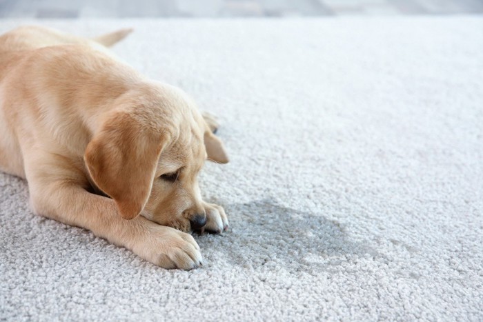 カーペットに伏せている犬