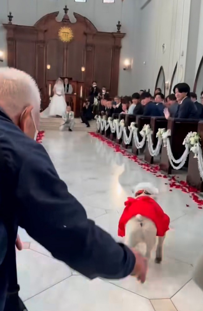 おじいちゃんと走り出す犬の後ろ姿