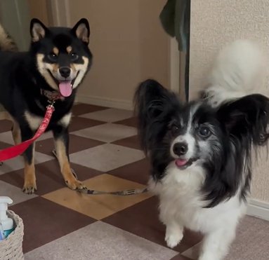 柴犬とパピヨン