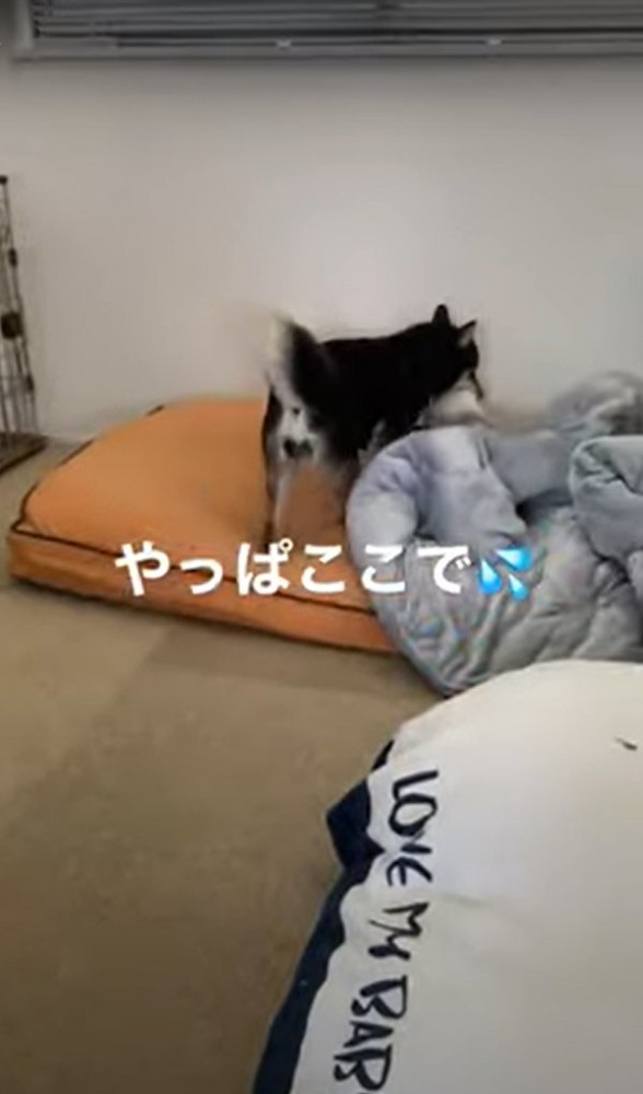 布団の中へ子犬を運ぶ柴犬