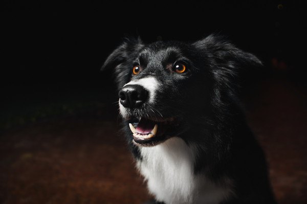 暗い所で吠える犬