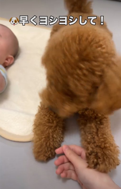 手を触る犬