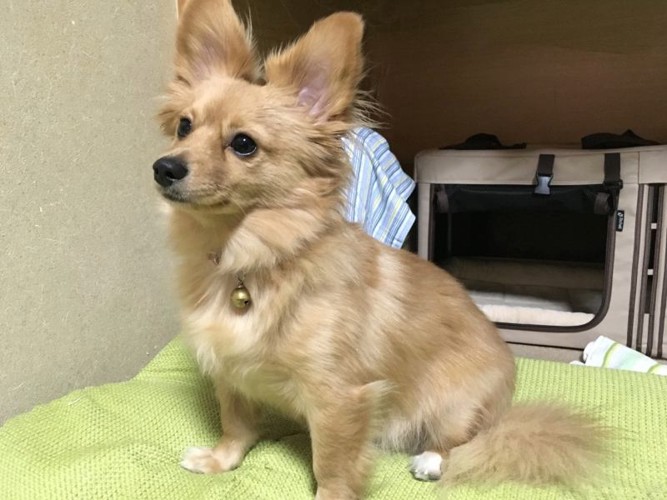顔立ちが凛々しいポメックス