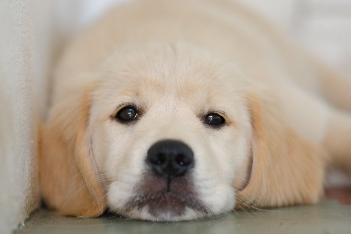 遊び疲れた子犬