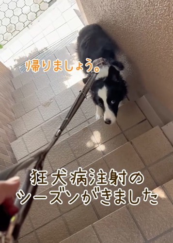 階段下でごねる犬