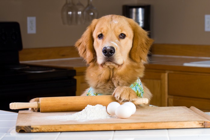 パスタ調理中の犬