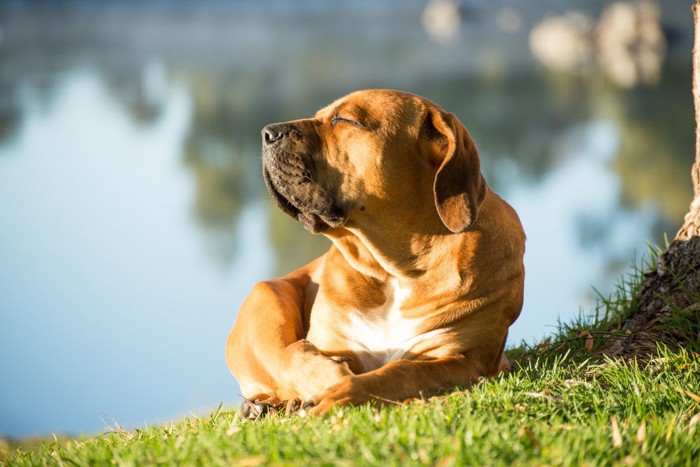 芝生の上で日を浴びる、犬