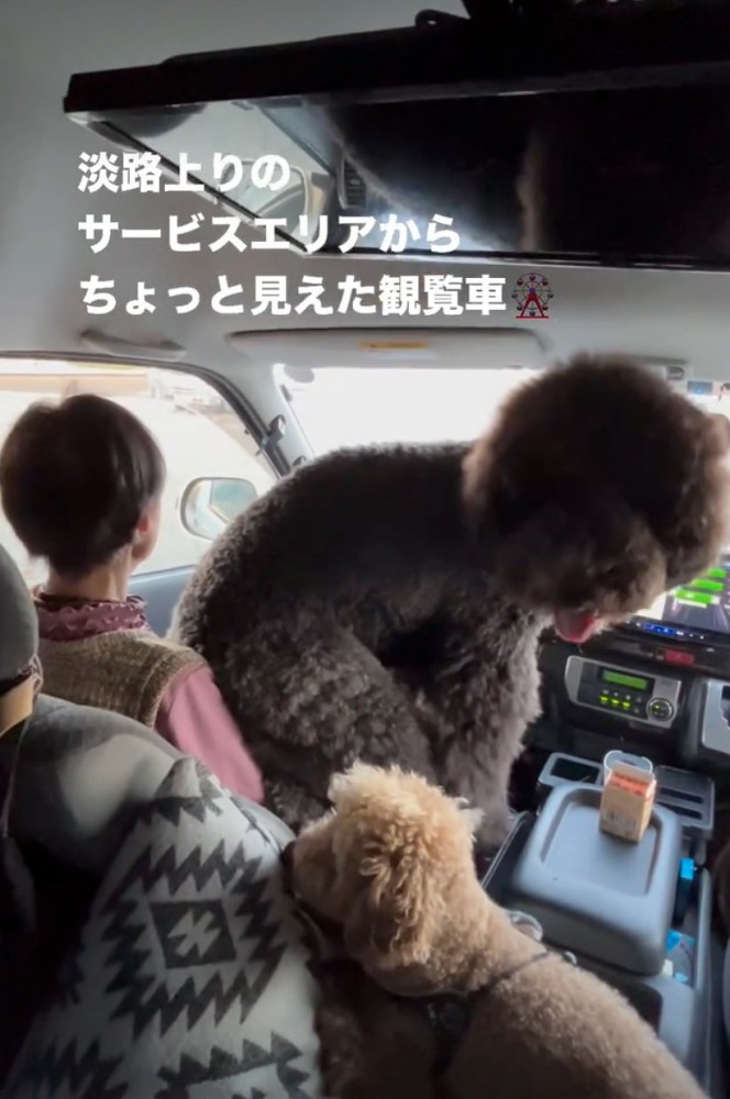 こちらを振り返る犬