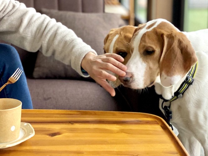 犬の顔をよける手