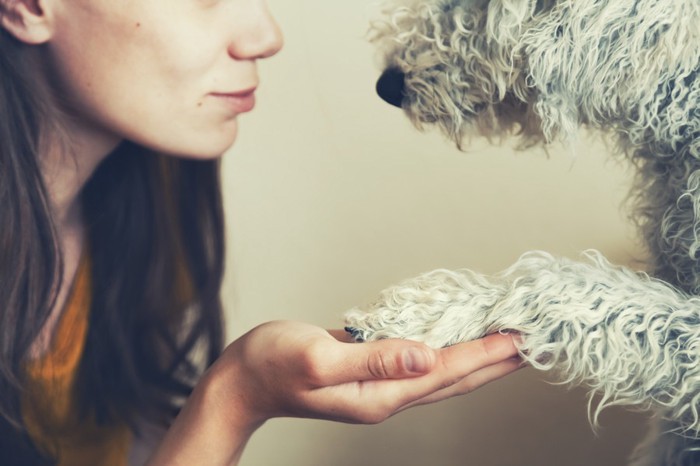 握手する人と犬