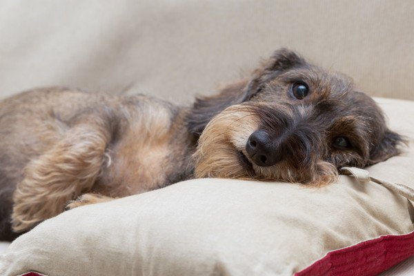 まくらに頭を乗せて寝ている犬