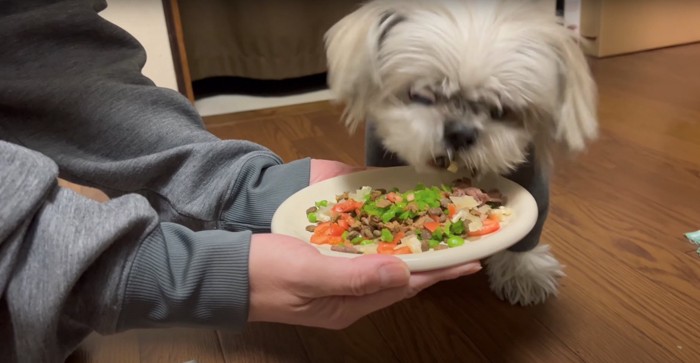 お皿に乗ったご飯を食べている犬