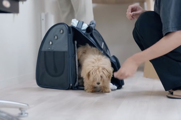 ペットキャリーから上半身だけ出す犬