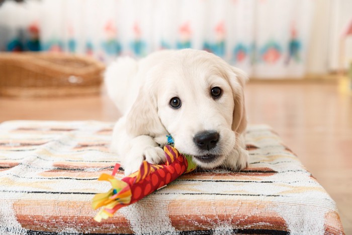 おもちゃで遊ぶラブラドールレトリバーの子犬