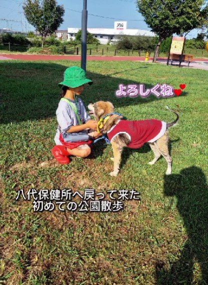 八代保健所犬舎へ