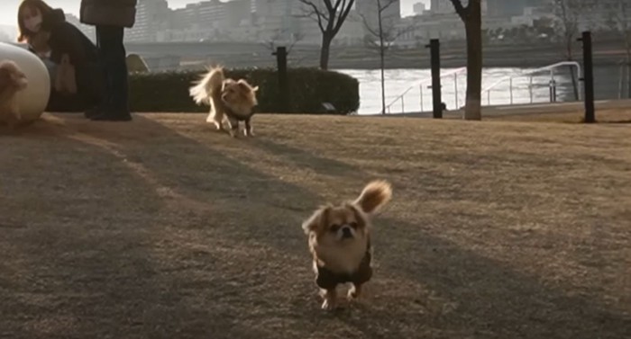 走ってくる犬