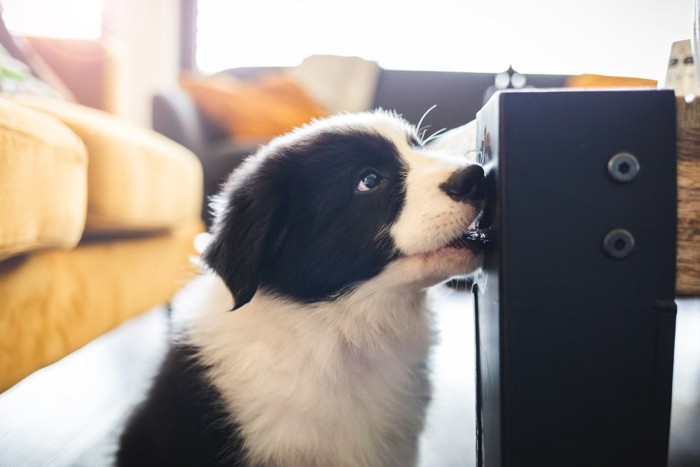 テーブルの脚を噛むボーダーコリーの子犬