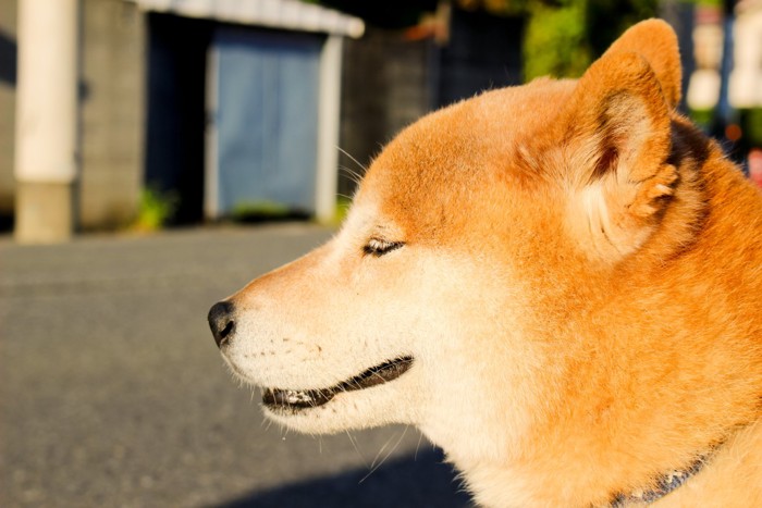 眠そうにしている犬