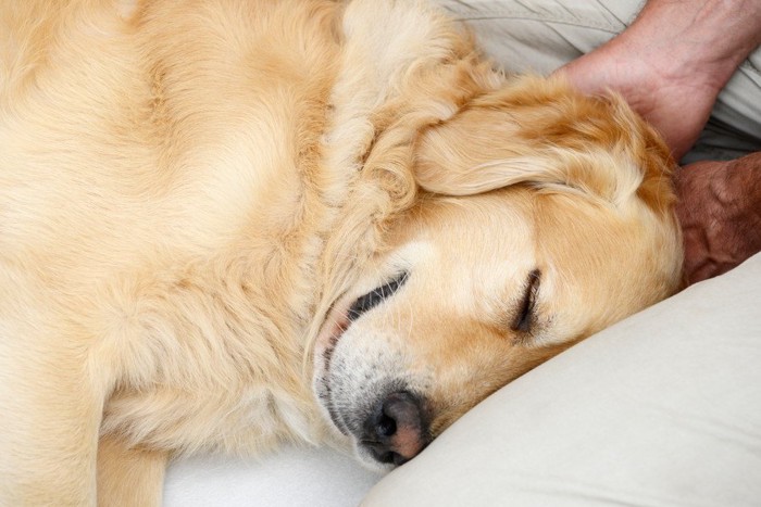 耳を撫でられる犬