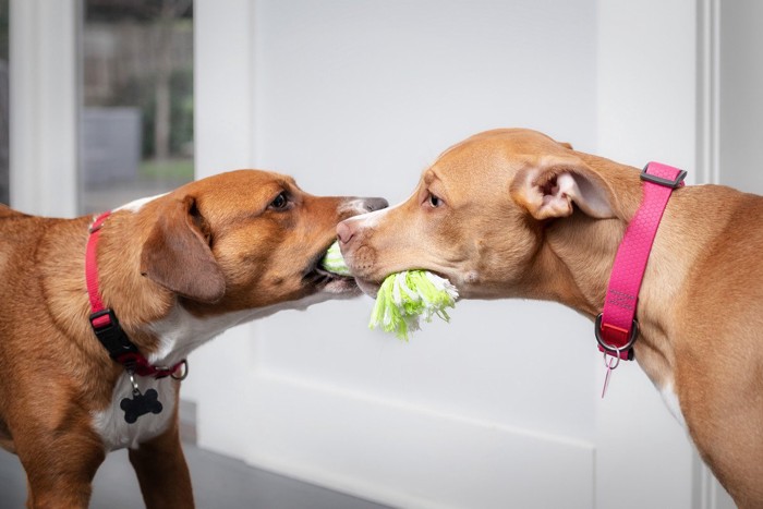 引っ張りっ子する犬たち