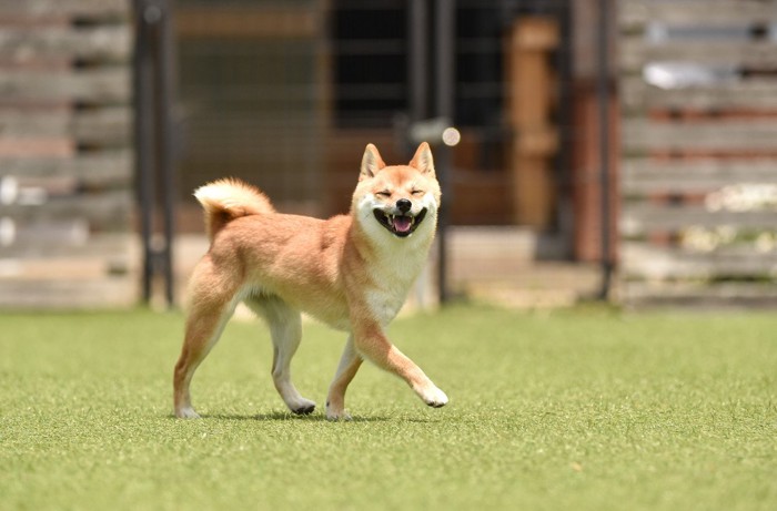 笑顔で歩く柴犬