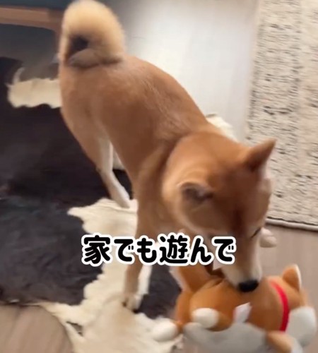 ぬいぐるみを持ち運ぶ柴犬