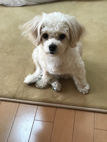 いち