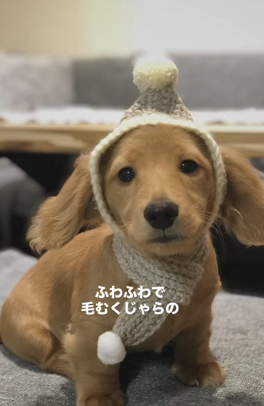 頭巾を着せられて座るカニヘンダックスフンドのパピー