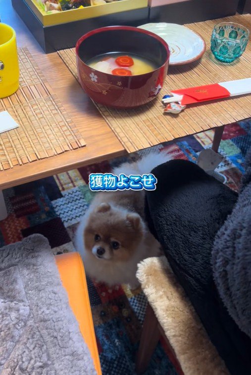 ちょっちゃんの年越し9