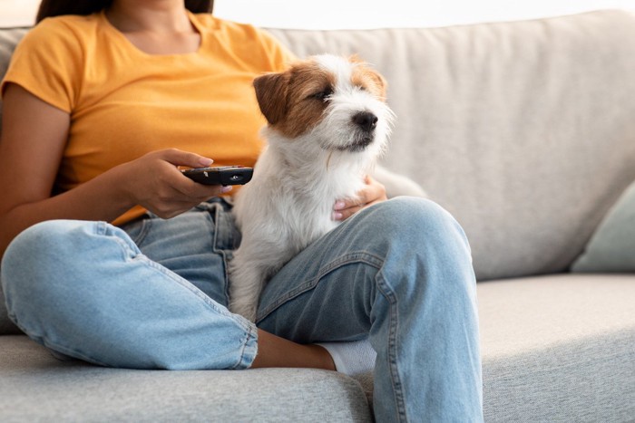 飼い主さんとテレビを見る犬