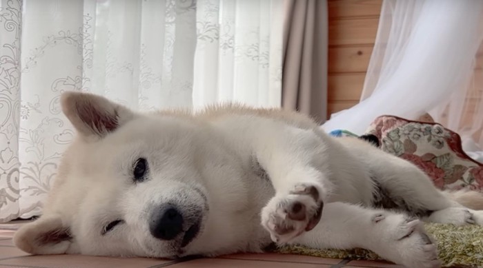 のびをする犬