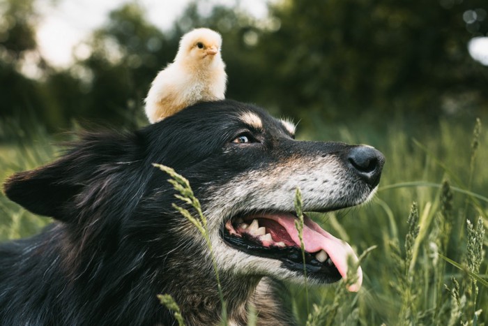 頭にひよ子を乗せた犬